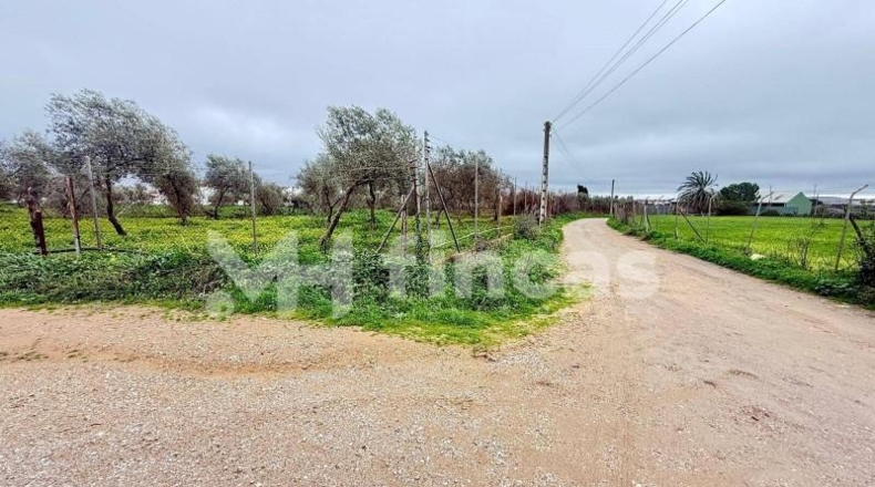 Seville - Umbrete - 24269m2