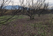 Terreno no urbanizable en venta en la España, Alhaurín el Grande, ref: TR388852 foto