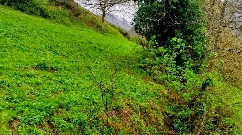 Asturias - Bezanes - 16097m2