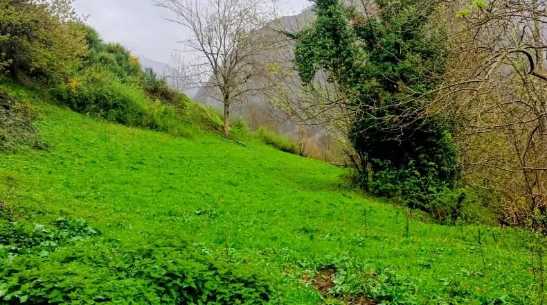 Asturias - Bezanes - 16097m2