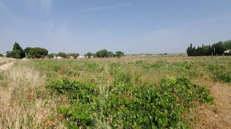 Ciudad Real - Каррион-де-Калатрава - 124498m2