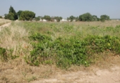 Terreno no urbanizable en venta en Carrión de Calatrava ref: TR389234 foto