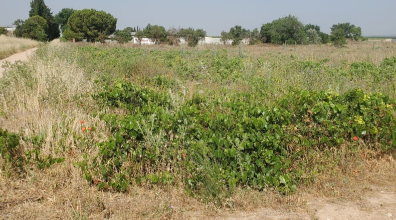 Ciudad Real - Каррион-де-Калатрава - 124498m2