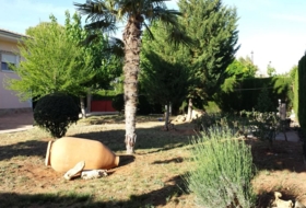 Foto 11