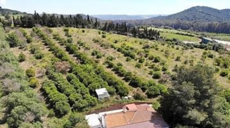 Cádiz - San Martín del Tesorillo - 25000m2