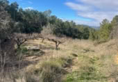 Rural estate for sale in Valencia ref: TR389526 photo