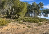 Rural estate for sale in Valencia ref: TR389526 photo
