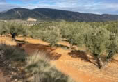 Rural estate for sale in Valencia ref: TR389526 photo