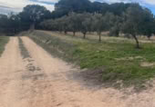 Rural estate for sale in Valencia ref: TR389526 photo