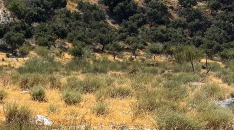 Granada - Vélez de Benaudalla - 39000m2