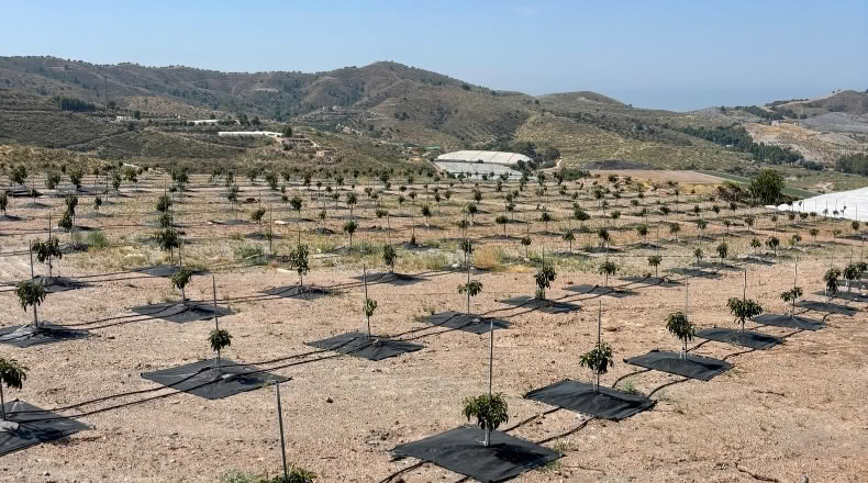 Granada - Vélez de Benaudalla - 39000m2