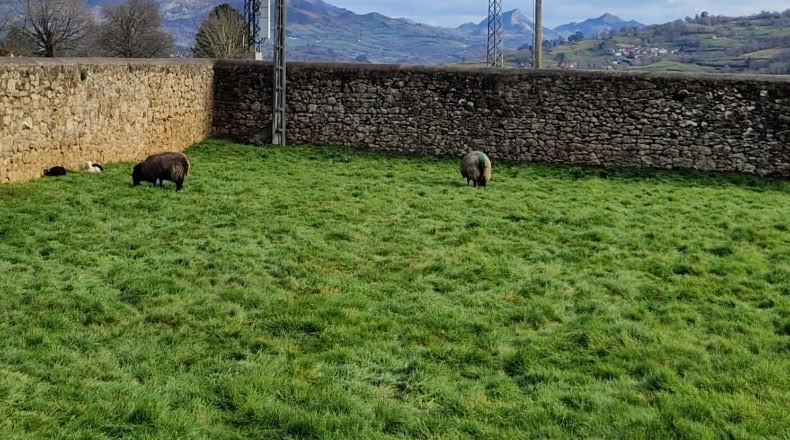 Asturias - Infiesto - 1165m2
