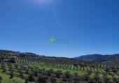 Casa de campo con terreno en venta en Alcaucín ref: TR389688 foto