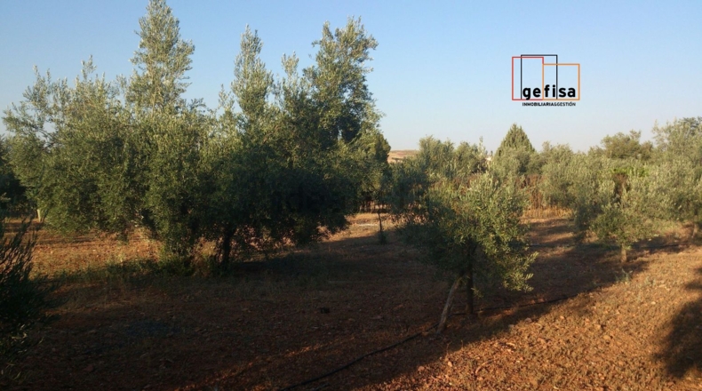Ciudad Real - Valdepeñas - 6680m2