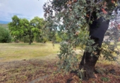 Finca rústica en venda a Urbanización Encinares de Alcolea ref.: TR389605 foto