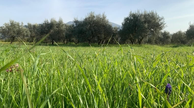 Málaga - Alhaurín el Grande - 18000m2