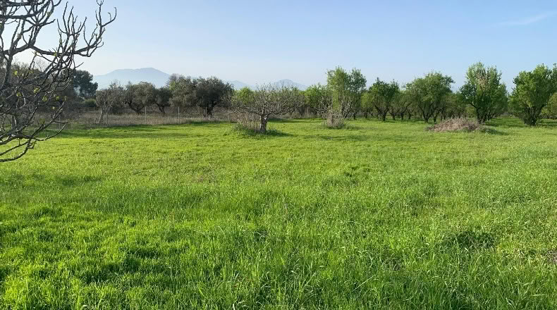 Málaga - Alhaurín el Grande - 18000m2