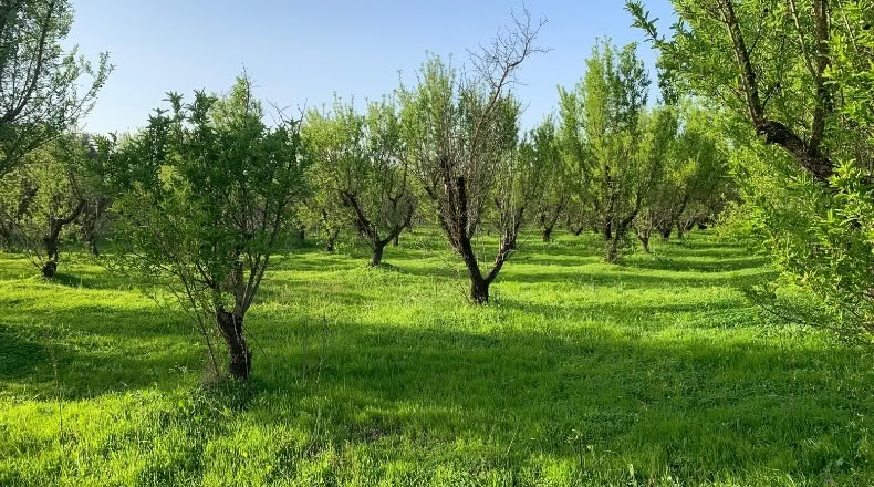 Málaga - Alhaurín el Grande - 18000m2