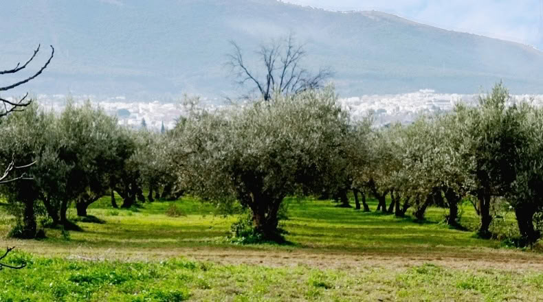 Málaga - Alhaurín el Grande - 18000m2