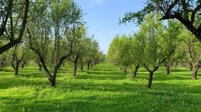 Málaga - Alhaurín el Grande - 18000m2