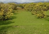 Terreno no urbanizable en venta en la Carretera Camino de los Bueyes, Alhaurín el Grande, ref: TR389713 foto