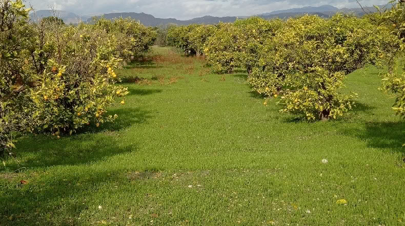 Málaga - Alhaurín el Grande - 18000m2