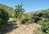 Terreno no urbanizable en venta en la España, Málaga, ref: TR390077 foto