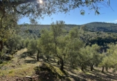 Non-developable land for sale on España, Castañar de Ibor, ref: TR390496 photo