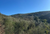 Non-developable land for sale on España, Castañar de Ibor, ref: TR390496 photo