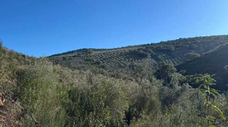 Cáceres - Castañar de Ibor - 47193m2