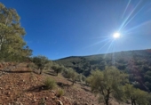 Non-developable land for sale on España, Castañar de Ibor, ref: TR390496 photo