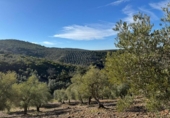 Non-developable land for sale on España, Castañar de Ibor, ref: TR390496 photo