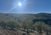 Non-developable land for sale on España, Castañar de Ibor, ref: TR390496 photo
