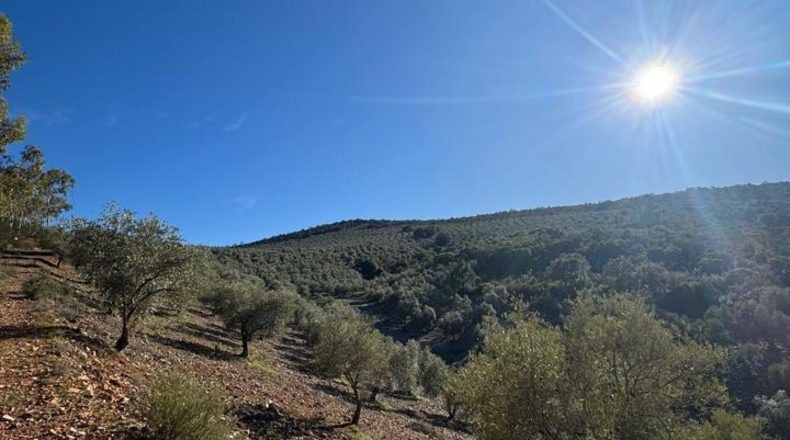 Cáceres - Castañar de Ibor - 47193m2