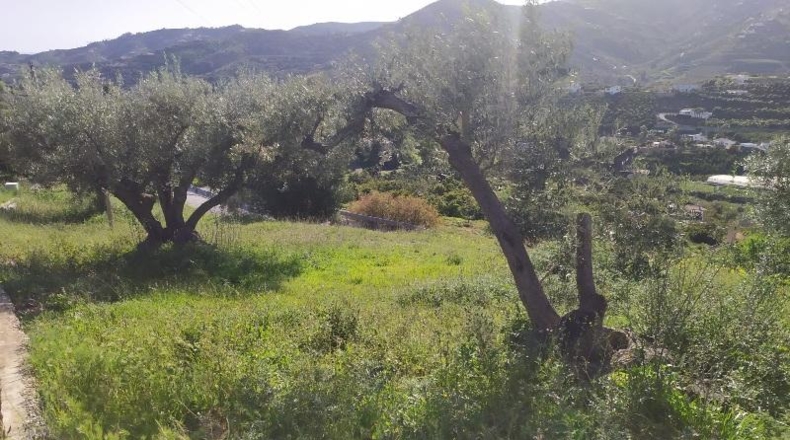 Málaga - Frigiliana - 786m2