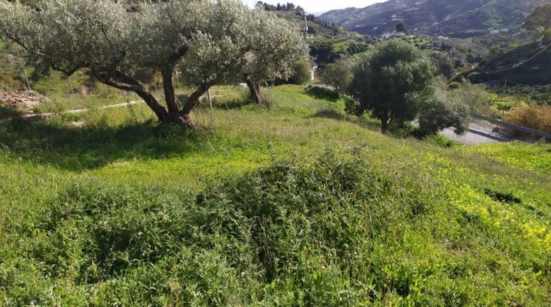 Málaga - Frigiliana - 786m2