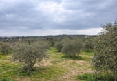 Non-developable land for sale on España, Roses, ref: TR390368 photo