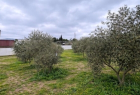 Roses 702&nbsp;m² 