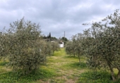 Non-developable land for sale on España, Roses, ref: TR390368 photo
