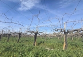Non-developable land for sale on España, Aspe, ref: TR390978 photo