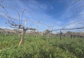 Non-developable land for sale on España, Aspe, ref: TR390978 photo