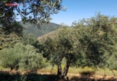 Xalet independent amb terreny en venda a la España, Villanueva de Córdoba, ref.: TR390676 foto