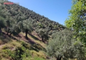 Xalet independent amb terreny en venda a la España, Villanueva de Córdoba, ref.: TR390676 foto