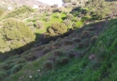 Terreno no urbanizable en venta en la España, Torrox, ref: TR390977 foto