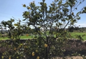 Suelo urbano en venta en la España, la Secuita, ref: TR390931 foto
