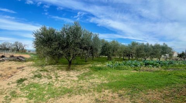 Barcelona - Вилафранка-дель-Пенедес - 18000m2