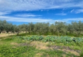Masia amb terreny en venda a Vilafranca del Penedès ref.: TR390694 foto