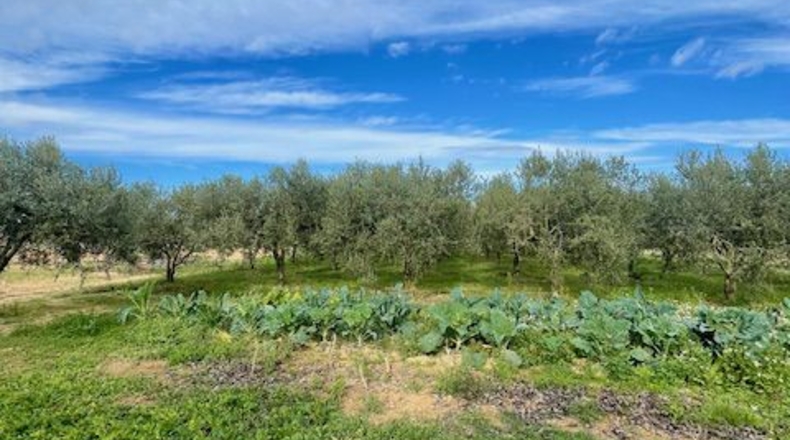 Barcelona - Вилафранка-дель-Пенедес - 18000m2