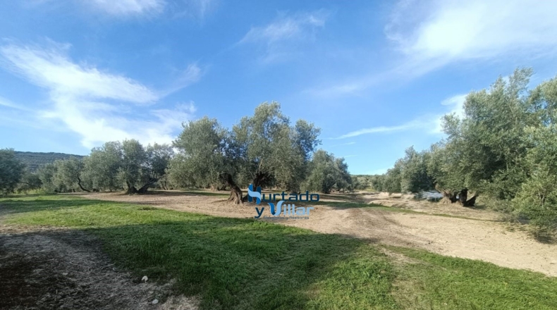Хаэн - Sabiote - 17880m2