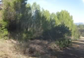 Terreny no urbanitzable en venda a Palma ref.: TR390774 foto